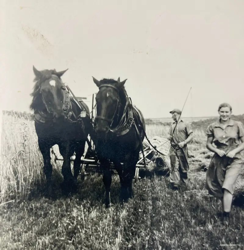 Historisches Foto: Pferdegespann bei der Feldarbeit auf dem Hof der Familie May